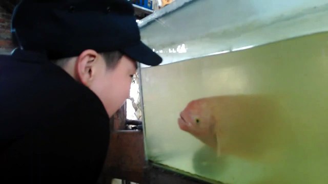 Ce poisson imite un enfant et lui fait des grimaces