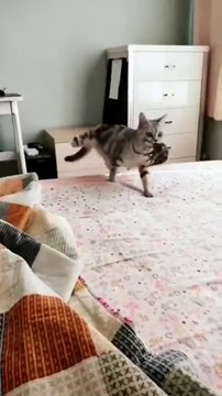 Ce chat a trouvé l'endroit le plus sûr pour cacher ses chatons