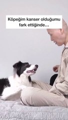 Kanser olan dostunu saçları dökülmüş bir şekilde gören köpek ve verdiği tepki…