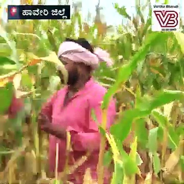 ಕರ್ನಾಟಕ : 6 ತಿಂಗಳಲ್ಲಿ 251 ರೈತರ ಆತ್ಮಹತ್ಯೆ, ಹಾವೇರಿಯಲ್ಲಿ ಅತ್ಯಧಿಕ | Haveri | Farmers | GROUND REPORT