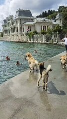 Bebek sahilinde deniz keyfi yapan köpekler 