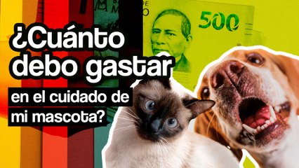 Esto cuesta MANTENER A TU MASCOTA cada mes