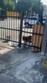 Pit bull é abandonado em bairro de Salvador e deixa moradores apreensivos; assista
