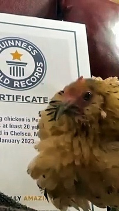 Peanut is the oldest hen in the world