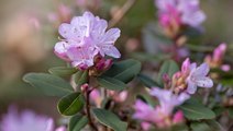 How to Prune Azaleas for Healthy Plants and More Flowers