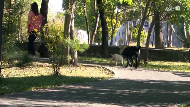 Iniciativa Pet Friendly busca especializar los espacios desocupados de mercados municipales