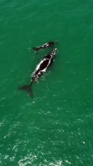 Baleia "mamãe" e filhote são vistos a 100 metros de praia em SC