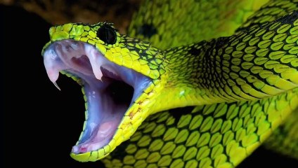 Adult Snake vs Baby Snake | Which One is MORE DANGEROUS?