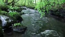 Nature Sounds of a Forest River for RelaxingNatural meditation music of a Waterfall  Bird Sounds