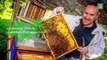 Verviers: immersion dans le  quotidien d'un apiculteur