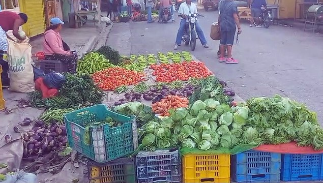Solo un perro cruza a diario frontera por Pedernales