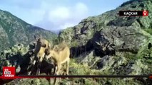Kaçkar Dağları’nda anne ve yavru yaban keçileri fotokapana takıldı