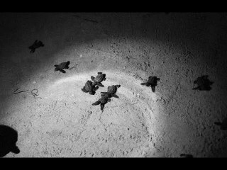 VIDEO:  Une année exceptionnelle pour les tortues marines en Méditerranée