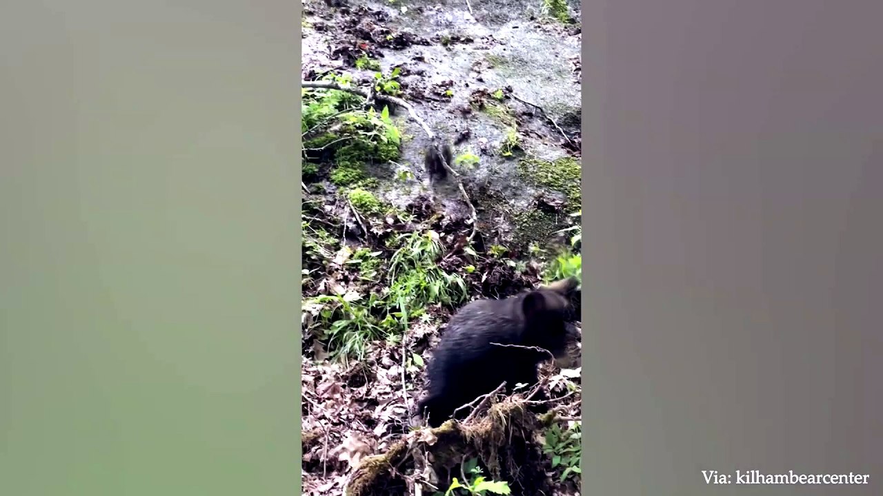 dog and cat funny video 43