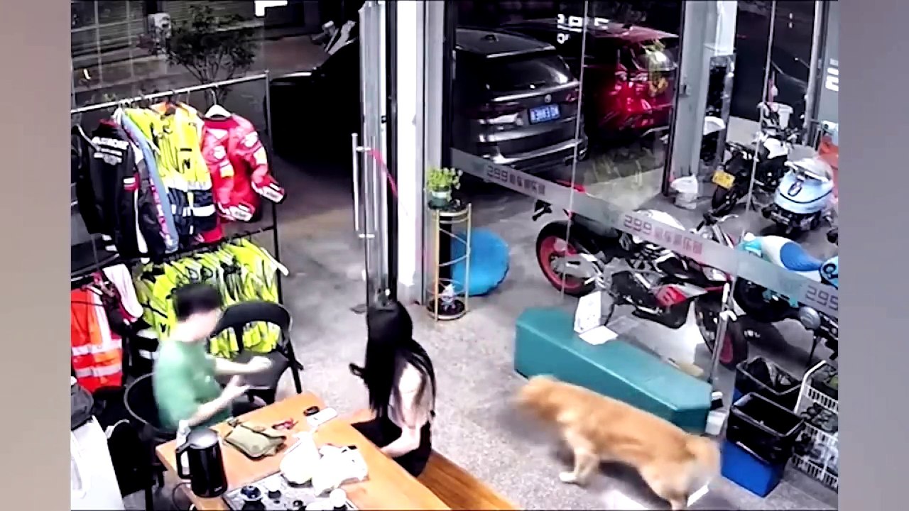 dog and cat funny video 41