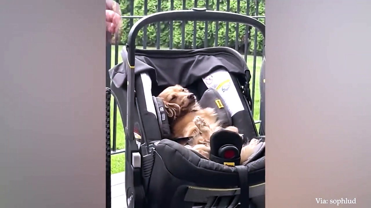 dog and cat funny video 40
