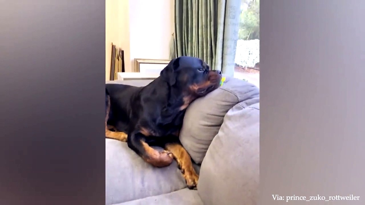 dog and cat funny video 39