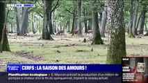 C'est la saison du brame du cerf