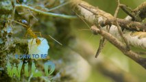 Ants' strength in numbers | Born to be Wild