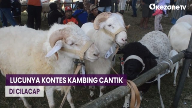 Lucu, Kontes Kambing Cantik Diwarnai Aksi Ngambek dan Mengamuk di Cilacap