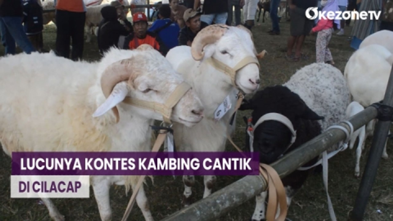 Lucu, Kontes Kambing Cantik Diwarnai Aksi Ngamb...