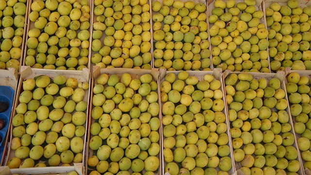 İncir diyarında vatandaş incire hasret