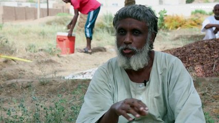 شاهد: الحرب في السودان تهدد موسم حصاد البلح