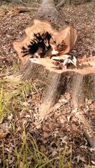 Tree Sawed Down After Dog Gets Stuck Inside