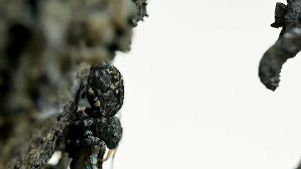 Jumping spider eat pray