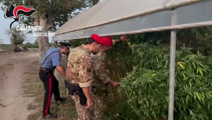 Sequestri droga nella Piana di Gioia Tauro