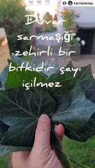 Çamaşırlarınızı bu yaprakla yıkayın kar gibi bembeyaz olsun! Almanların büyük sırrı ifşa oldu...