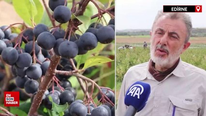 Edirne'de aronya hasadı heyecanı yaşanıyor