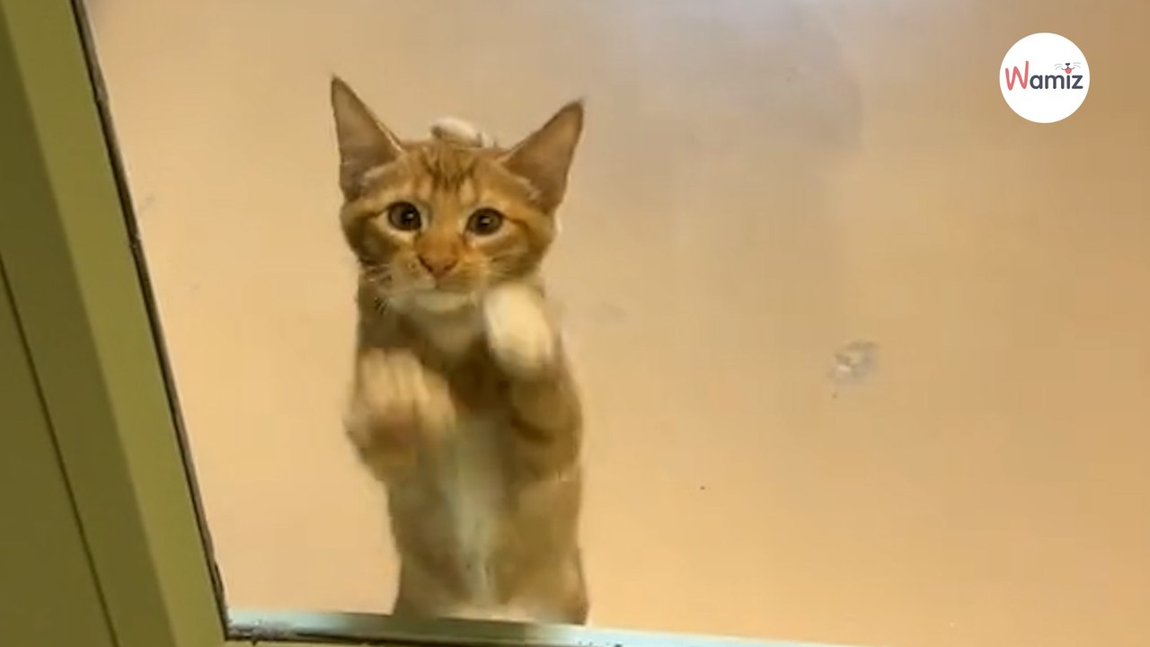 Un chaton réclamant l’attention des bénévoles du refuge émeut tout le monde (Vidéo)