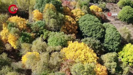 89 kişinin yaşadığı köyde keşfedildi Türkiye’nin ilk ve tek yeşil balı!