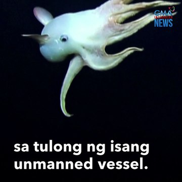Pugitang may tenga, namataan sa malalim na bahagi ng dagat | GMA Integrated Newsfeed