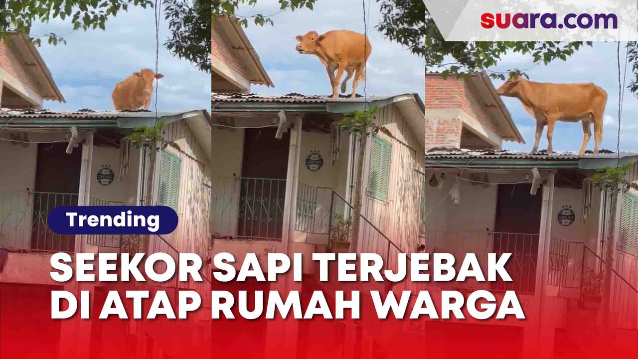 Ada-Ada Saja! Seekor Sapi Terjebak di Atap Ruma...
