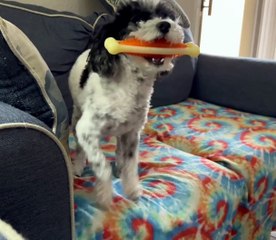 Petey The Poodle Does A Prancy Dance