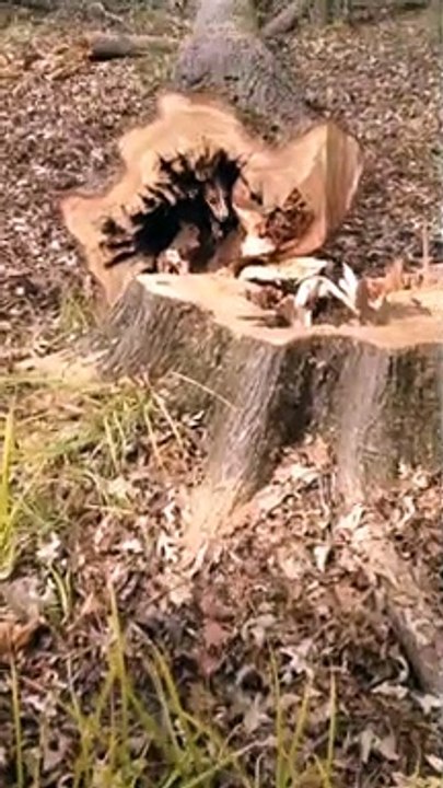 Tree Sawed Down After Dog Gets Stuck Inside
