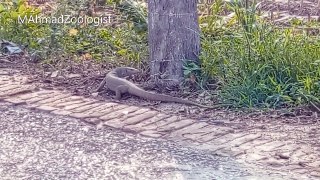 Bengal Monitor (Varanus bengalensis) | Feeding, Breeding, Behaviour and Distribution | Reptiles | [ENGLISH]