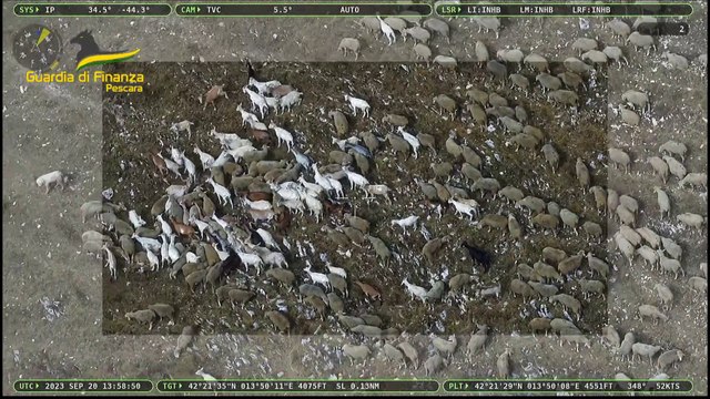 Pascoli fantasma, truffa per 5 milioni all'Unione Europea