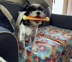 Petey The Poodle Does A Prancy Dance