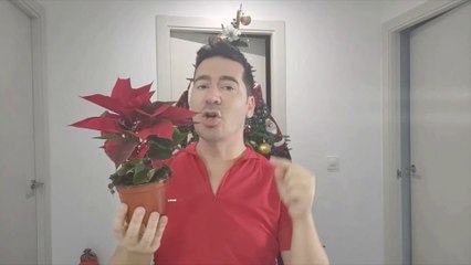 FLOR DE PASCUA cuidados y cultivo