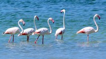 Flamingolar kuruma tehlikesi bulunan Burdur Gölü’nü renklendirdi