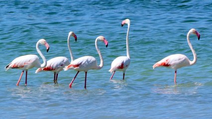 Flamingolar kuruma tehlikesi bulunan Burdur Gölü’nü renklendirdi