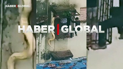 Dev piton pencereye asılı kaldı, kurtarılma anları ise şoke etti!