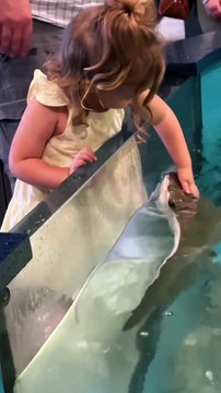 Raies Cownose caressantes de 3 ans