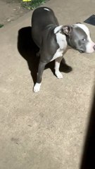 Artémis la chasseresse des cigales