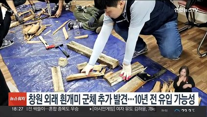 창원 외래 흰개미 군체 추가 발견…10년 전 유입 가능성