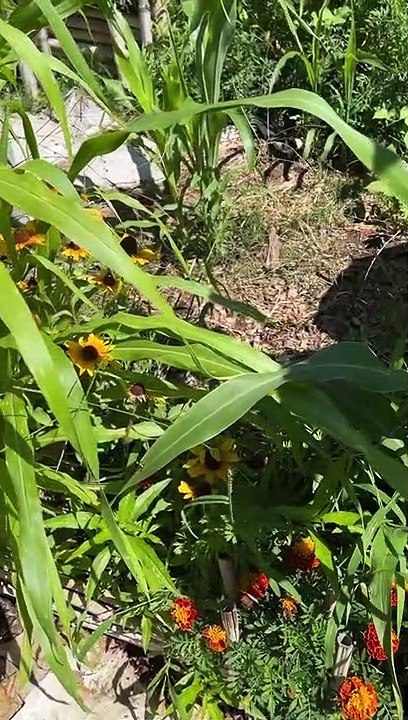 Bel après-midi d'août dans le jardin