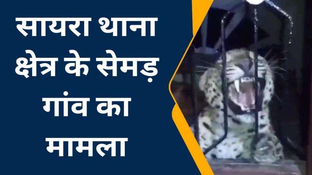 पैंथर की दहशत: घर में पैंथर शावक घुसने से मचा हड़कंप, देखें वीडियो